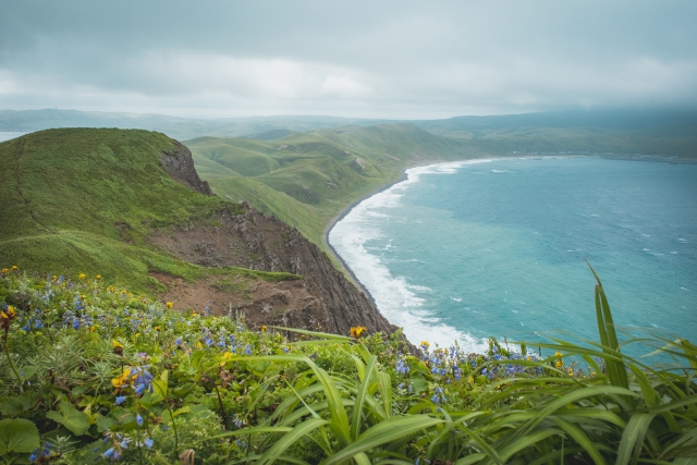 礼文島の丘に咲く花